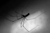 Pholcus phalangioides